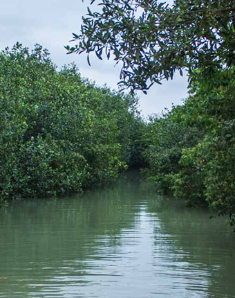 Bosques de Tumbes | Tumbes