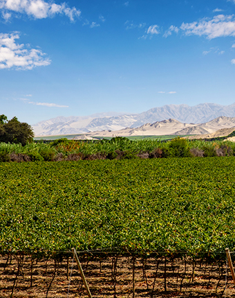 Viñedos de Pisco | Ica