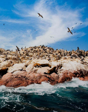 Islas Ballestas y Paracas | Ica