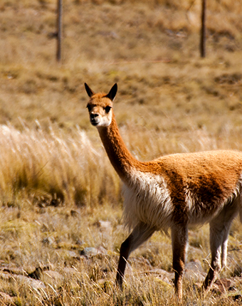 Reserva Pampa Galeras | Ayacucho