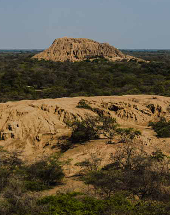 Bosque de Pómac | Lambayeque