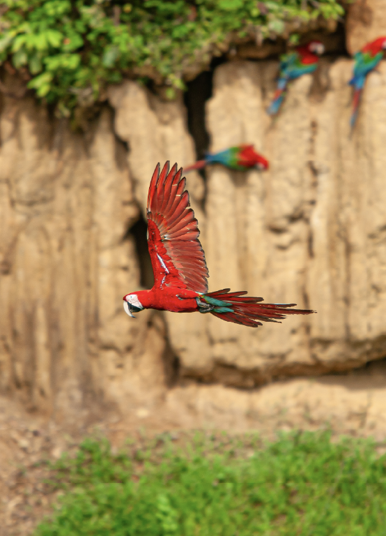 Tambopata: una joya natural para filmar